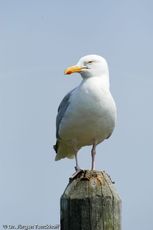 Silbermöve (3 von 5).jpg